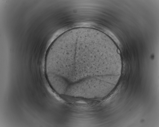 X0000100400994200807032009