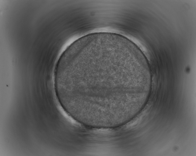 X0000100400998200807032009