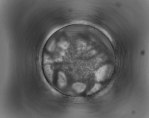 X0000100401007200807032009