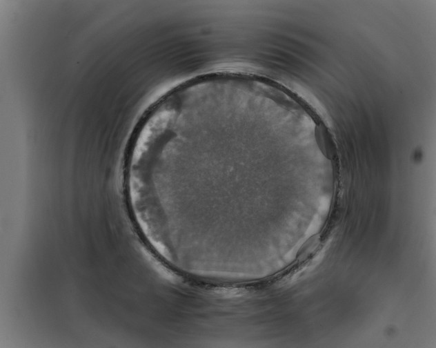 X0000100401037200807032008