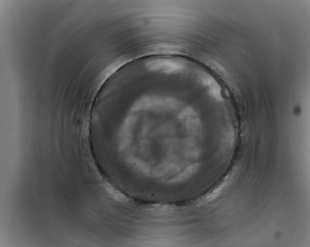 X0000100401081200807032007
