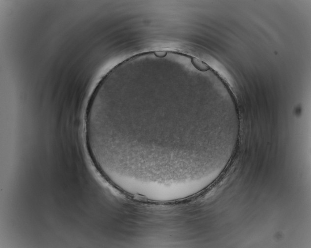X0000100401088200807032007