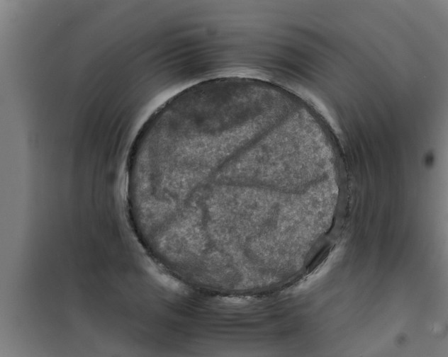 X0000100401125200807032007