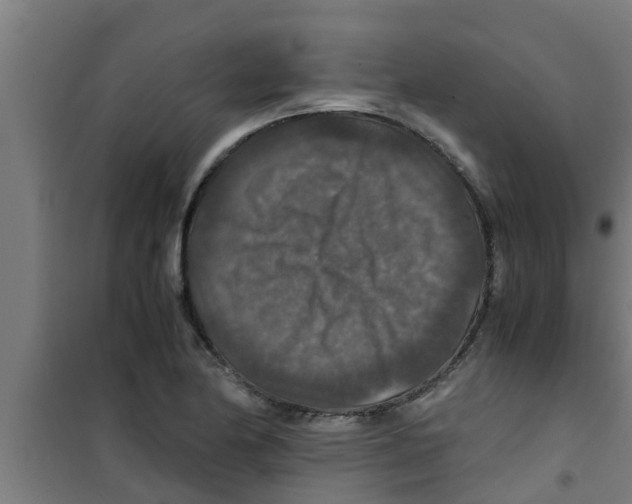 X0000100401174200807032006