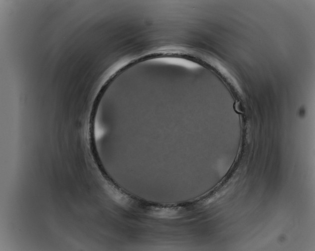 X0000100401229200807032005