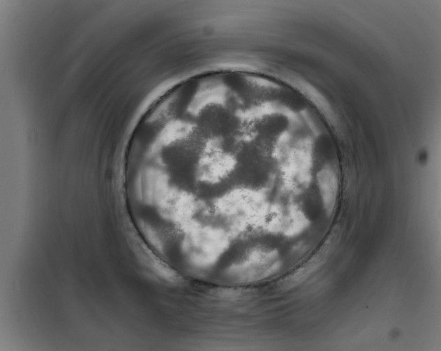 X0000100401240200807032005