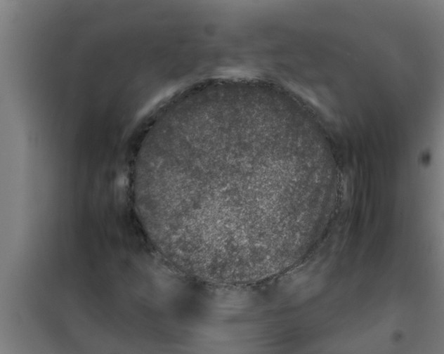 X0000100401254200807032005