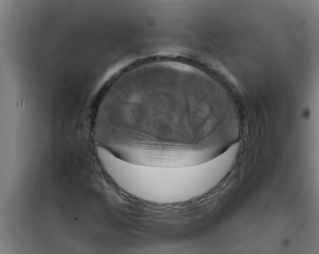 X0000100401256200807032005