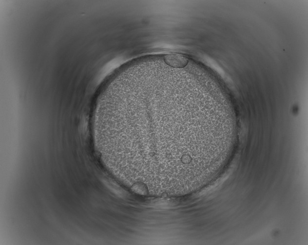 X0000100401259200807032005