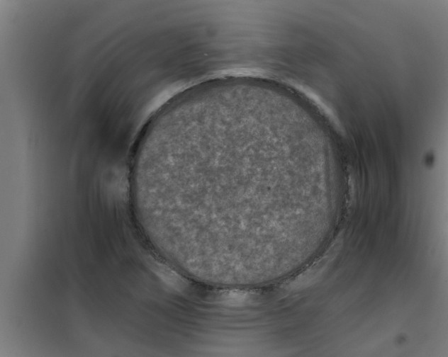 X0000100401266200807032005