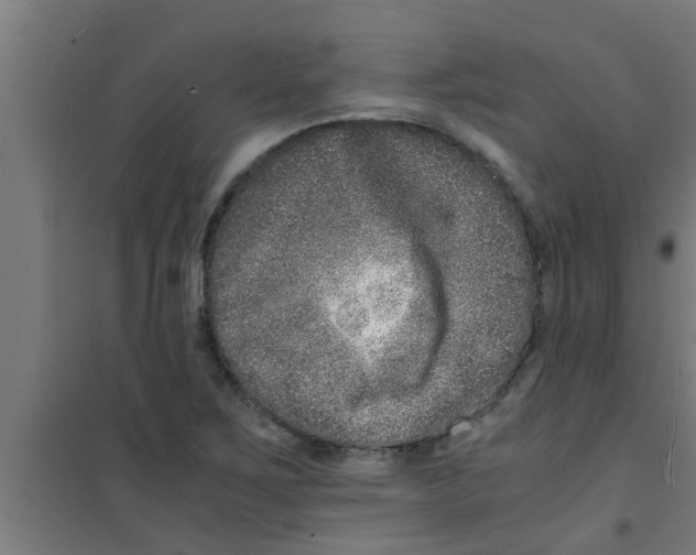 X0000100401267200807032005