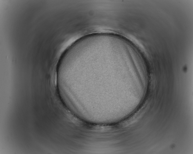 X0000100401269200807032005