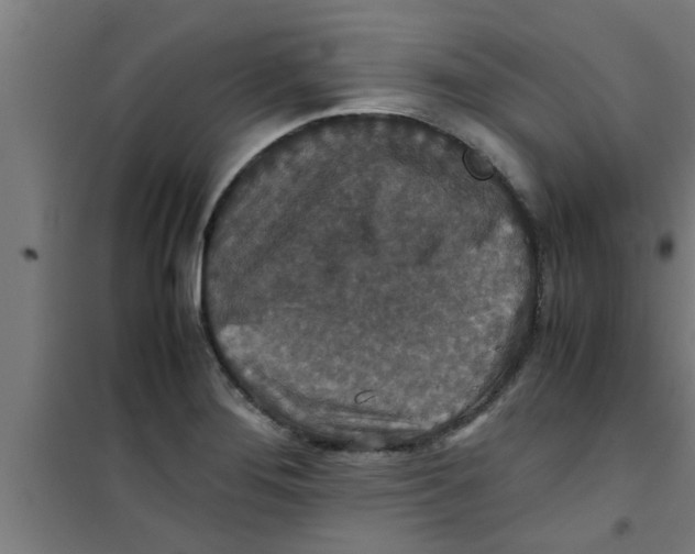 X0000100401276200807032005