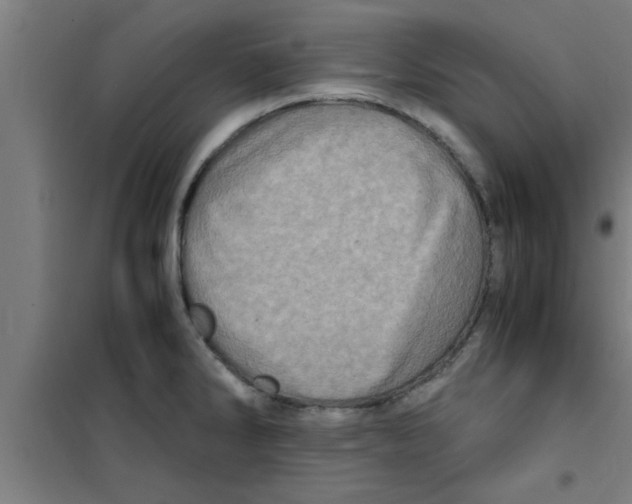 X0000100401286200807032004