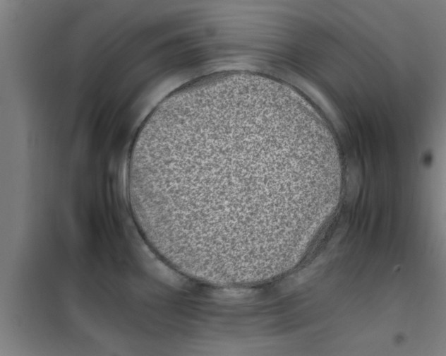 X0000100401290200807032004