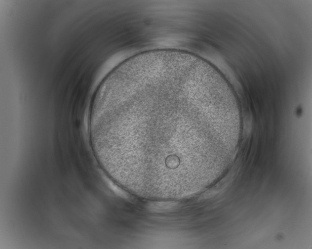 X0000100401294200807032004
