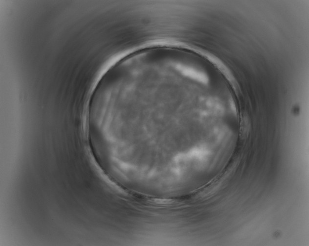 X0000100401295200807032004