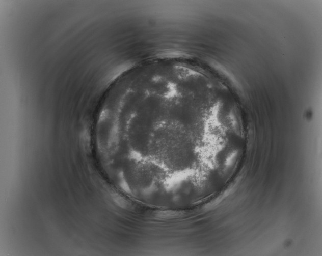 X0000100401305200807032004