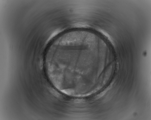 X0000100401306200807032004