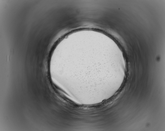 X0000100401318200807032004