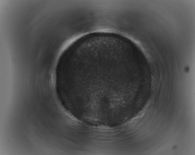 X0000100401319200807032004