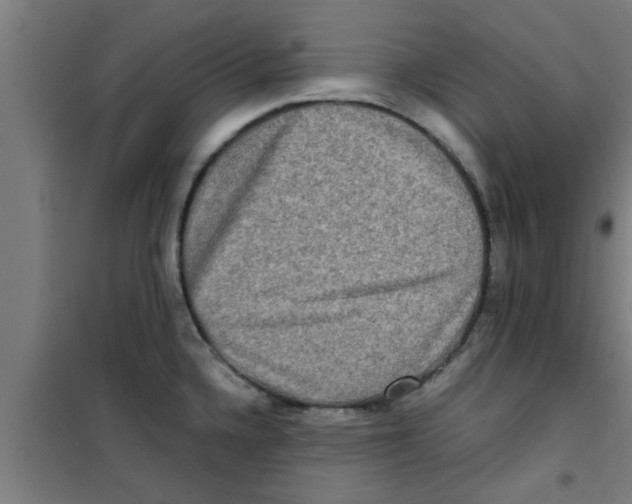 X0000100401336200807032004