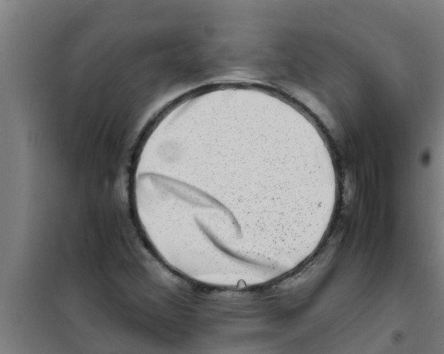 X0000100401356200807032003