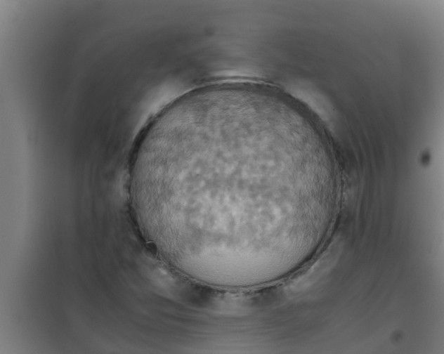 X0000100401357200807032003