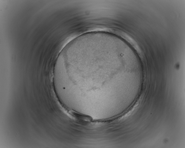 X0000100401377200807032003