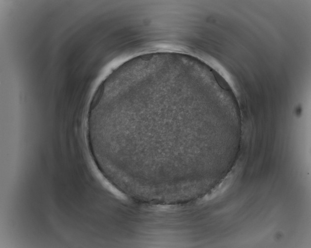 X0000100401381200807032003