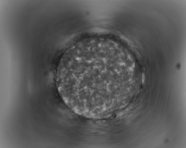 X0000100401397200807032002