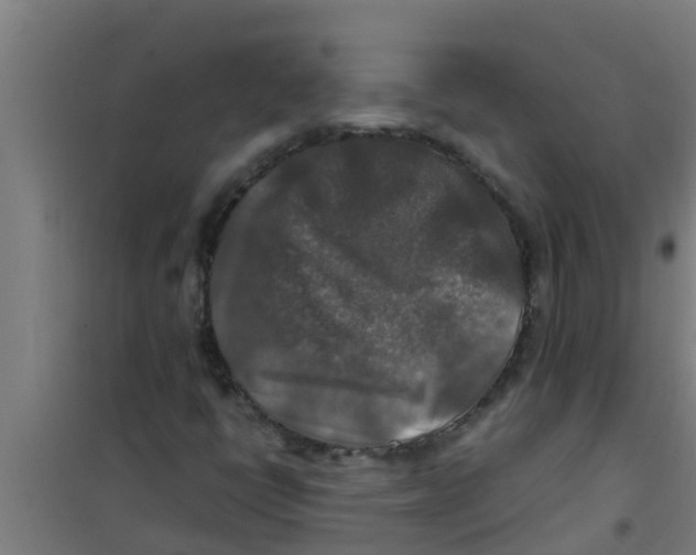 X0000100401398200807032002