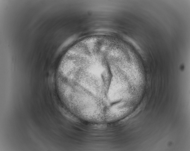 X0000100401403200807032002