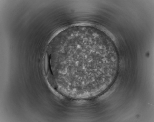 X0000100401425200807032003