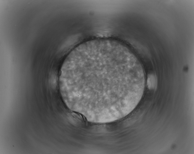 X0000100401444200807032002