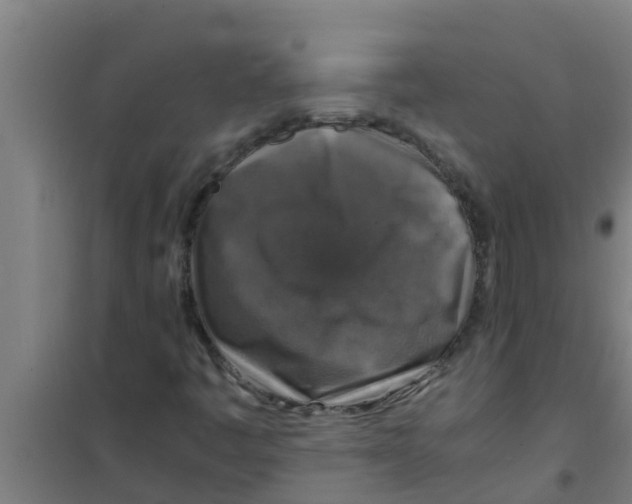 X0000100401445200807032002