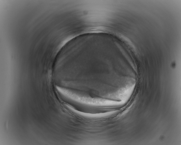 X0000100401457200807032002