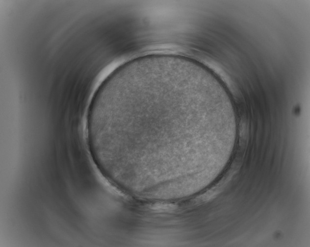X0000100401466200807032002