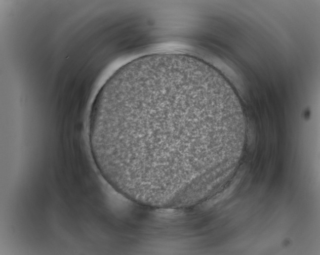 X0000100401478200807032002