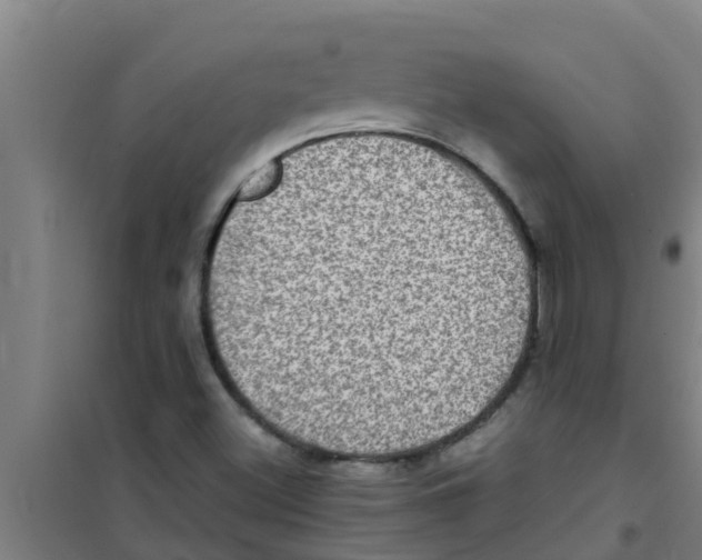 X0000100401500200807032001