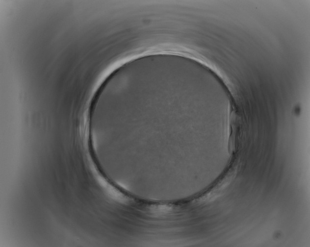 X0000100401515200807032001