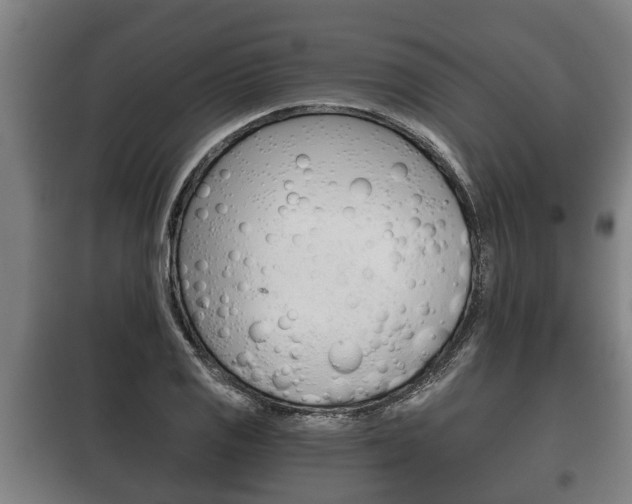 X0000100411125200806060919