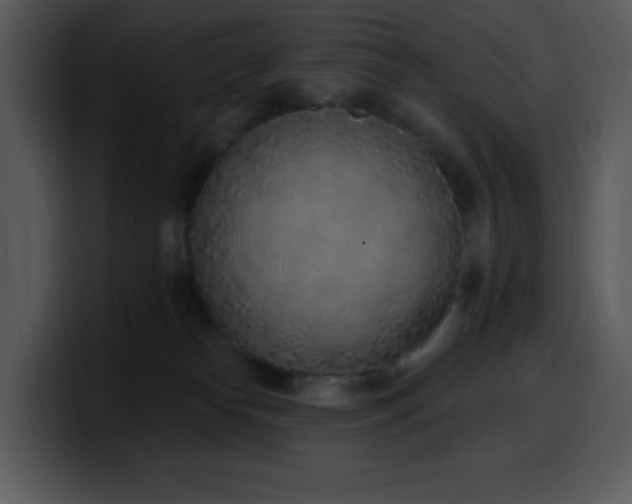 X0000100410182200806061349