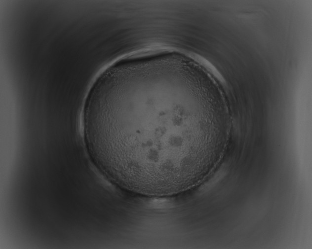 X0000100410839200806061340