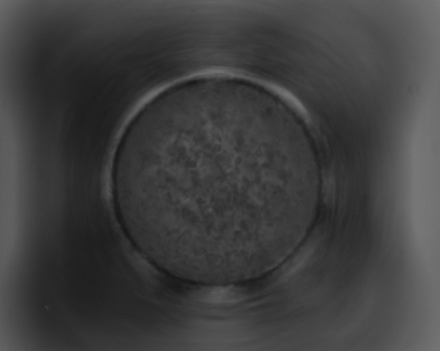 X0000100411279200806061333