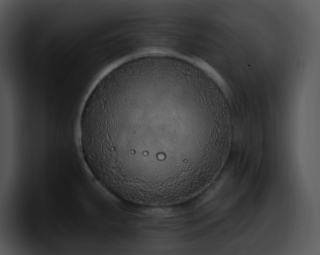 X0000100411287200806061333