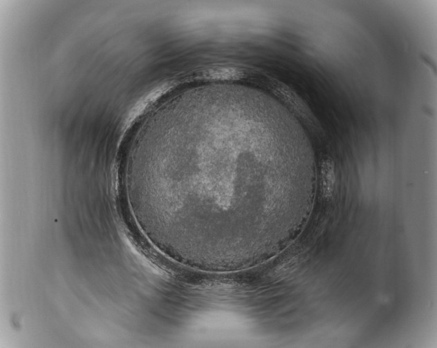 X0000100410726200806131035