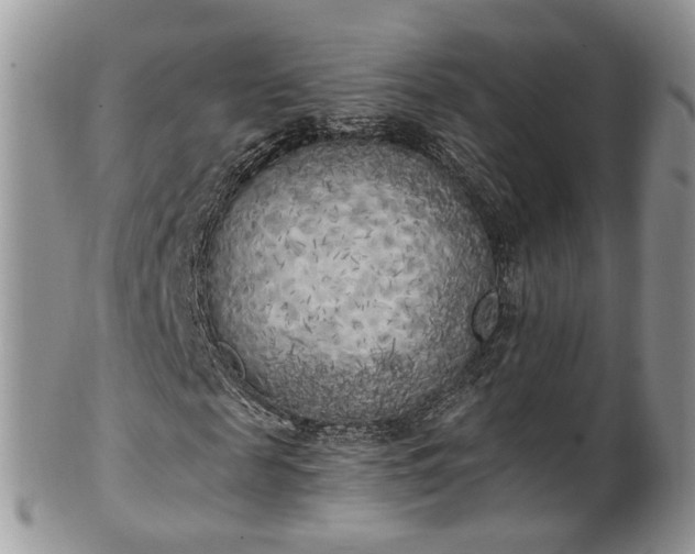 X0000100410817200806131034