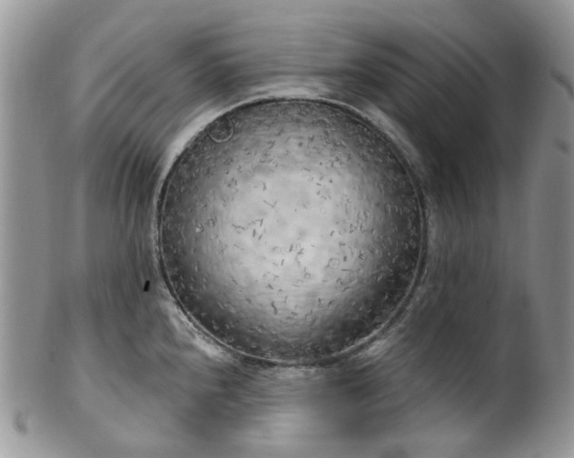 X0000100411240200806131029
