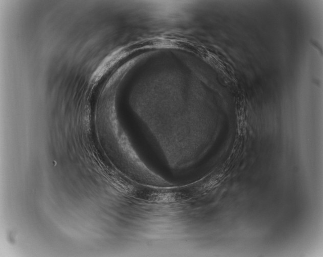 X0000100410295200806201805